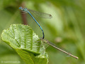 Blaue Federlibelle (Platycnemis pennipes), Tandem kurz vor oder nach der Paarung - DE (SH)