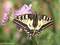 Schwalbenschwanz (Papilio machaon), Weibchen 10.05.2024 - DE (MV)