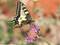 Schwalbenschwanz (Papilio machaon), Weibchen 10.05.2024 - DE (MV)