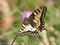 Schwalbenschwanz (Papilio machaon), Weibchen 10.05.2024- DE (MV)