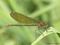 Gebänderte Prachtlibelle (Calopteryx splendens), Weibchen - DE (MV)