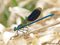 Gebänderte Prachtlibelle (Calopteryx splendens), Männchen - DE (MV)